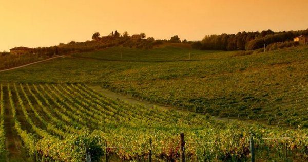 La vite, il vino