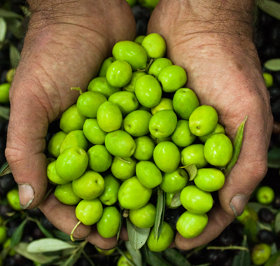 Ulivo e olio nella storia alimentare dell’Umbria