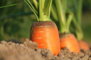 L’Umbria dell’agricoltura biologica
